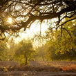 Load image into Gallery viewer, Beard Oil, Sandalwood & Frankincense 30ml x 2 (Save £5!)