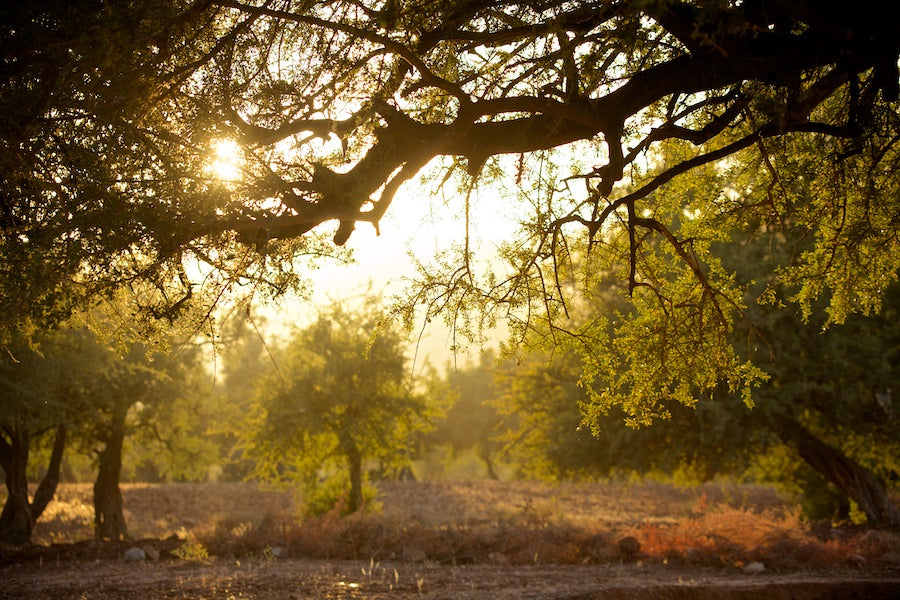 Beard Oil, Sandalwood & Frankincense 30ml- NEW PRODUCT LAUNCH OFFER!!